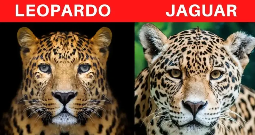 jaguar in peru jaguar vs leopard