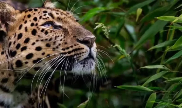 Jaguar In Peru: The Complete Guide To Spotting South America’s Most Elusive Big Cat