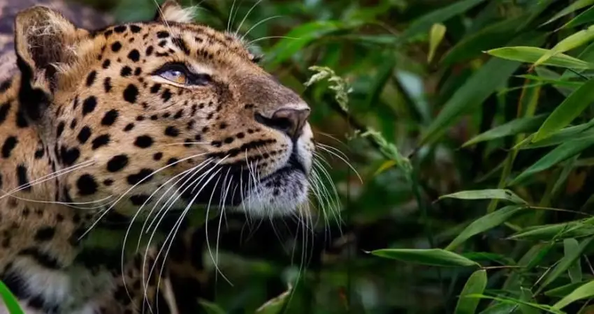 A jaguar in Peru resting in a lush forest, surrounded by trees and foliage, showing off its distinctive spotted coat.