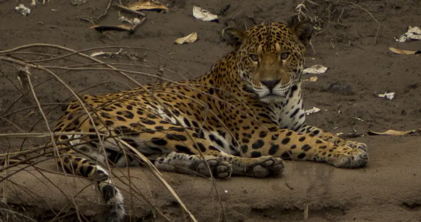 jaguar in peru manu national park