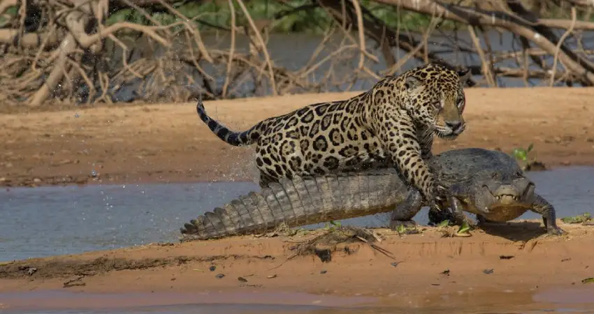 jaguar in peru pacaya samiria