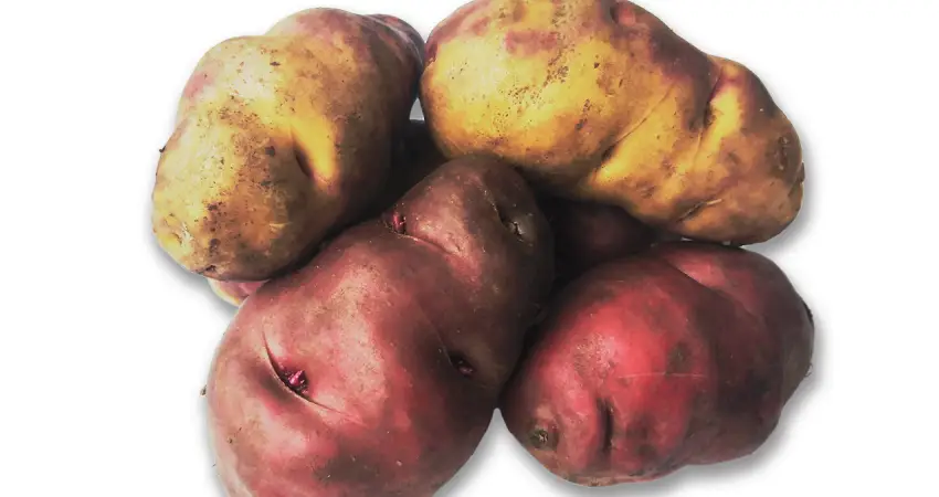 potato park peru huayro potato