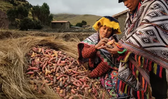 Potato Park Peru: A Complete Guide To The World’s Living Museum Of Potato Biodiversity