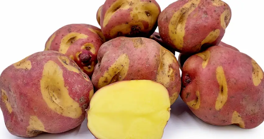 potato park peru peruanita potato