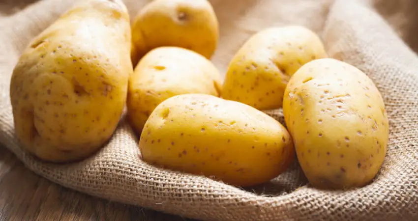 potato park peru yellow potato