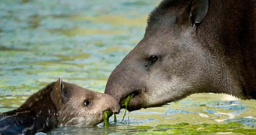 Wildlife Tours in Peru FAQ