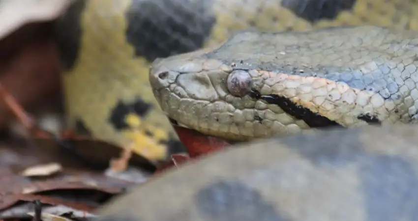 wildlife tours in peru anacondas