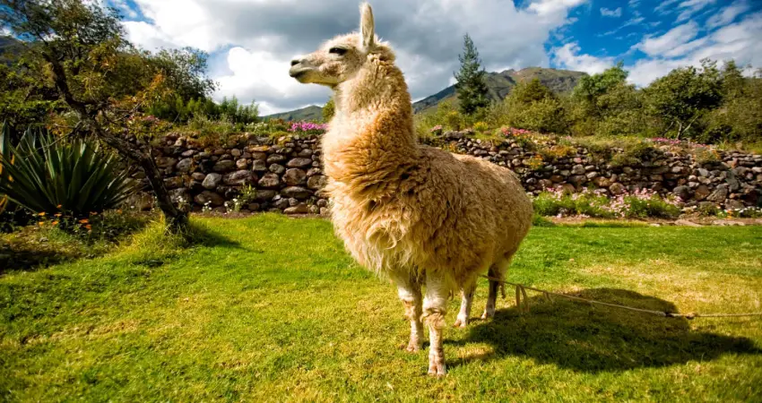 wildlife tours in peru andean camelids