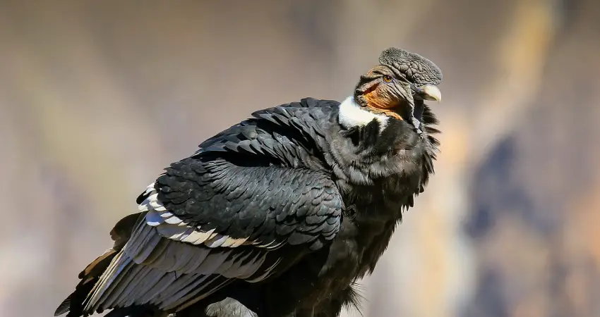 wildlife tours in peru andean condor