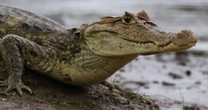 wildlife tours in peru black caiman