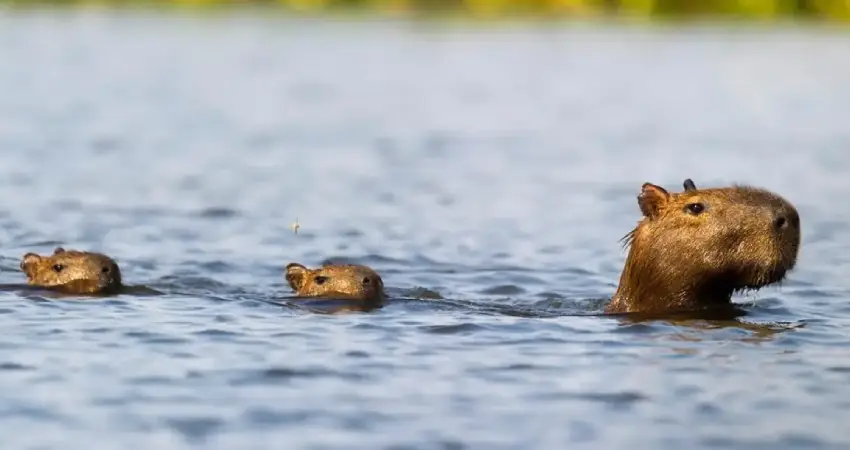 wildlife tours in peru capybara