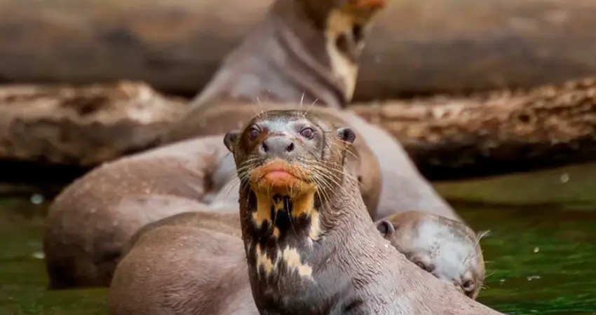 wildlife tours in peru giant otters