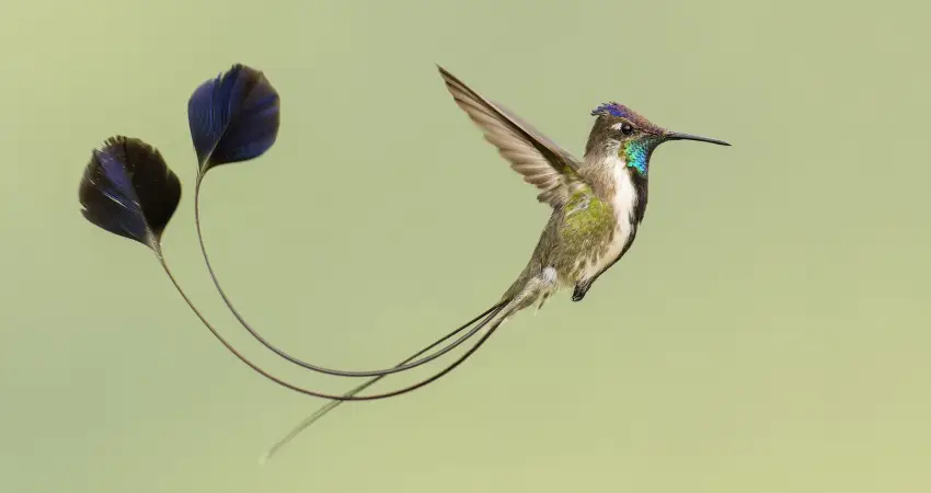 wildlife tours in peru hummingbirds
