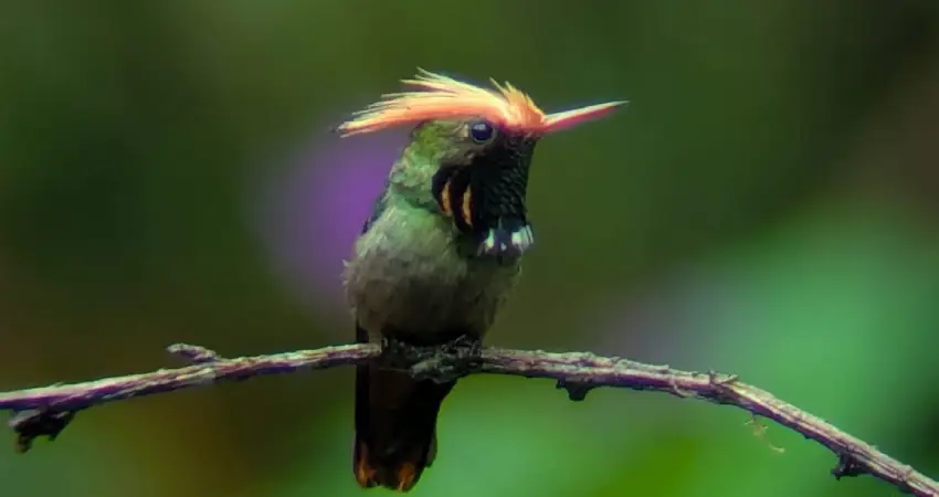 Wildlife Tours in Perú