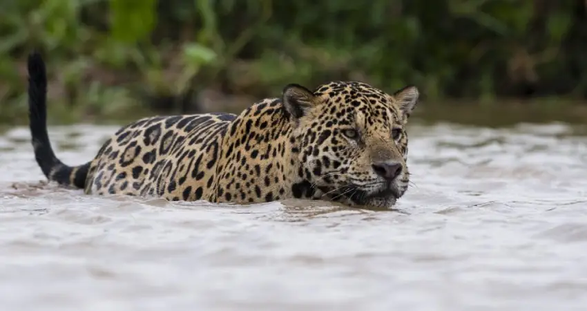 wildlife tours in peru jaguar