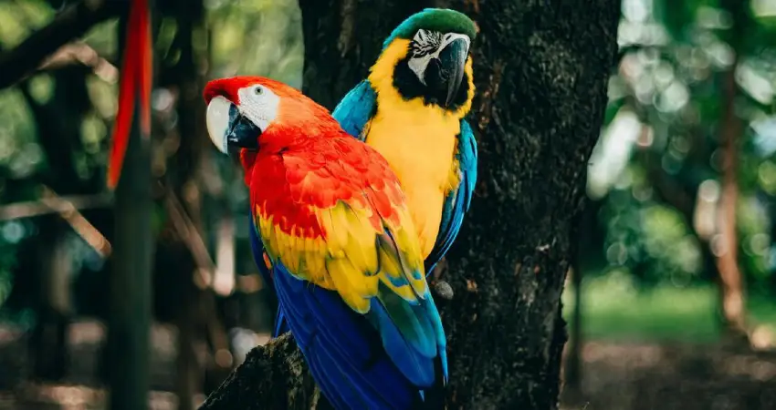 wildlife tours in peru macaws parrots