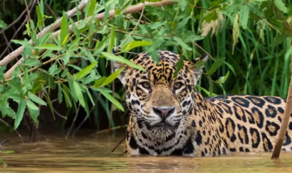 Wildlife Tours In Peru: The Ultimate Guide To South America’s Biodiversity Paradise