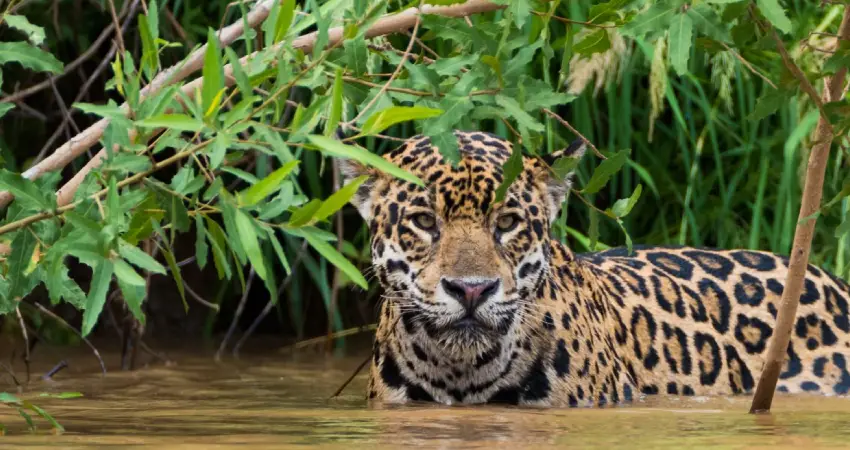Jaguar resting by the Amazon River, showcasing the rich wildlife of Peru during a wildlife tour.