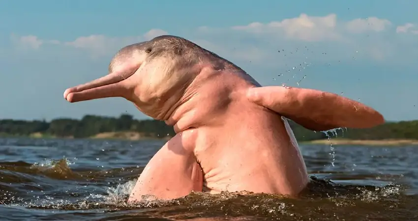 wildlife tours in peru pink dolphins