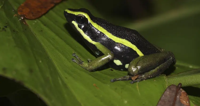 wildlife tours in peru poison dart frog