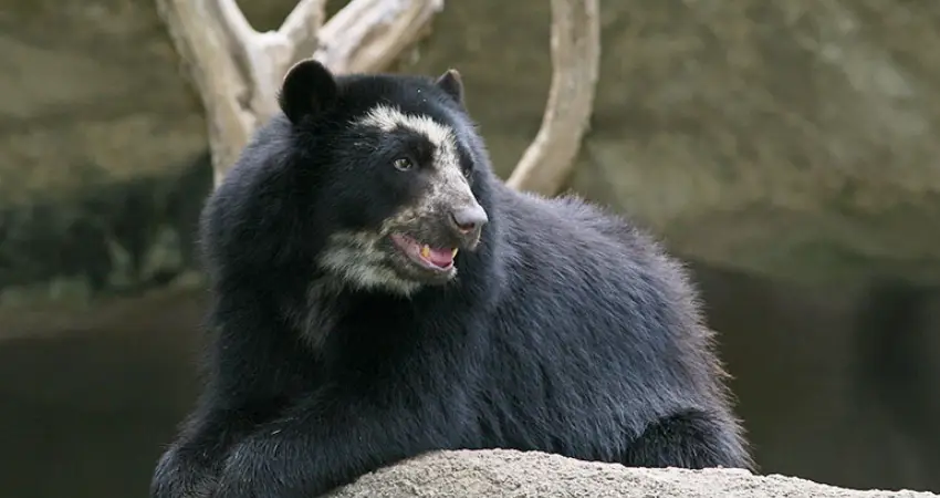 wildlife tours in peru spectacle bear