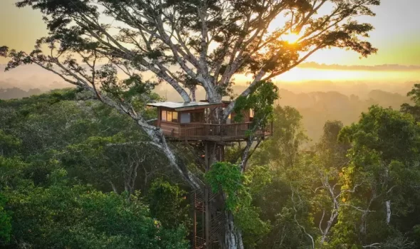 Treehouse Lodge Peru: The Ultimate Guide To Sleeping In The Amazon Rainforest Canopy