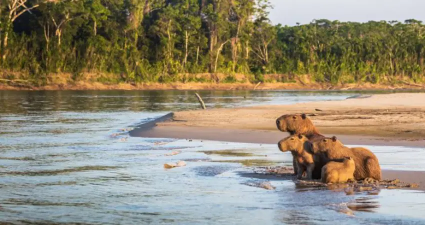 best time to visit amazon in peru FAQs