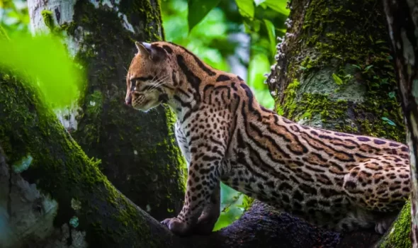 Best Time To Visit Amazon In Peru (2026 Complete Seasonal Guide)