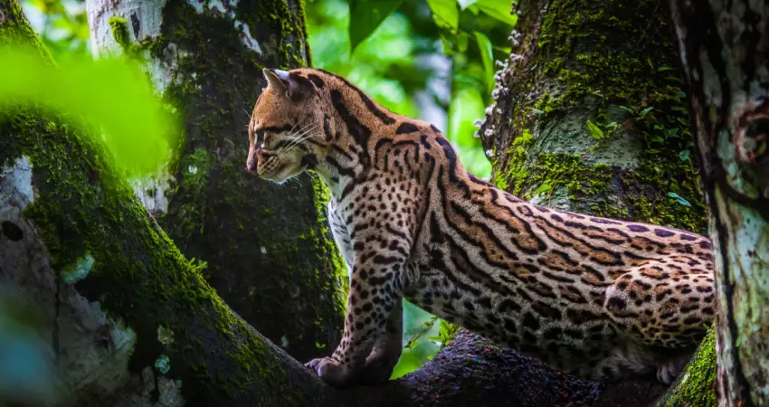 A close-up of an jaguar in the Amazon rainforest, highlighting its natural habitat.