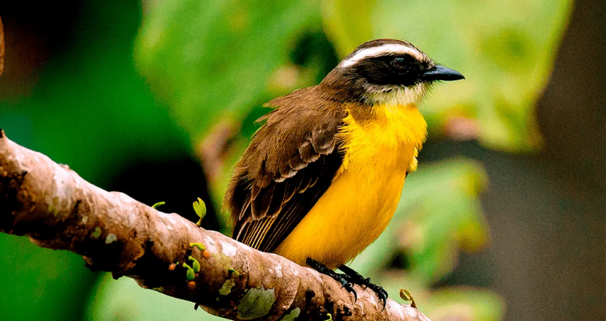 best lodges in iquitos FAQs