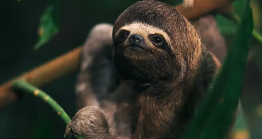 Luxury Amazon Lodge in Peru