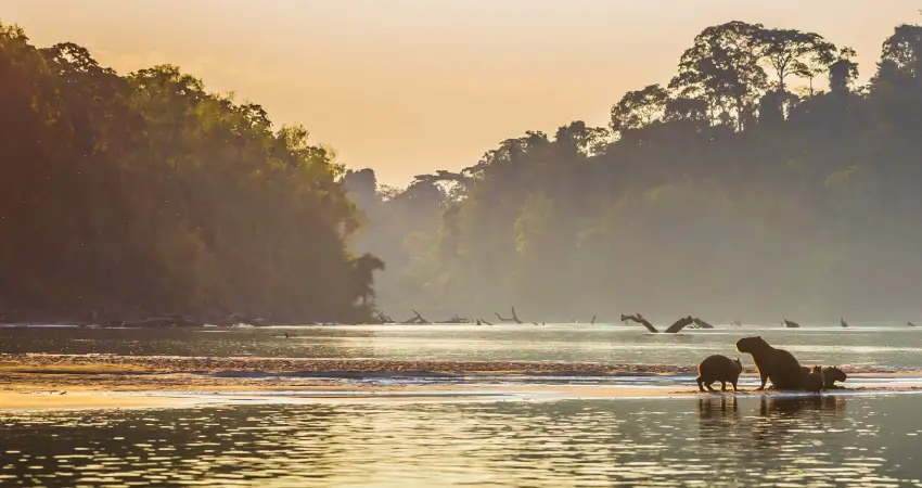 luxury amazon lodge in peru manu national park