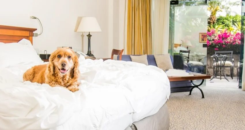 pet friendly hotels in lima peru belmond miraflores park