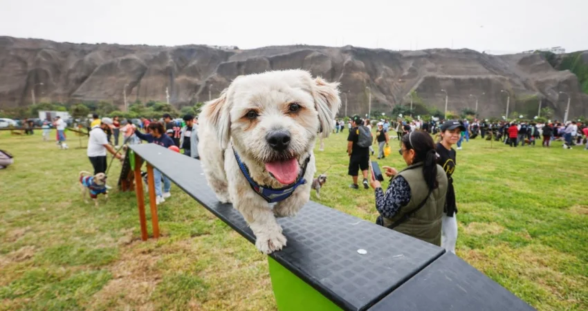 pet friendly hotels in lima peru lima