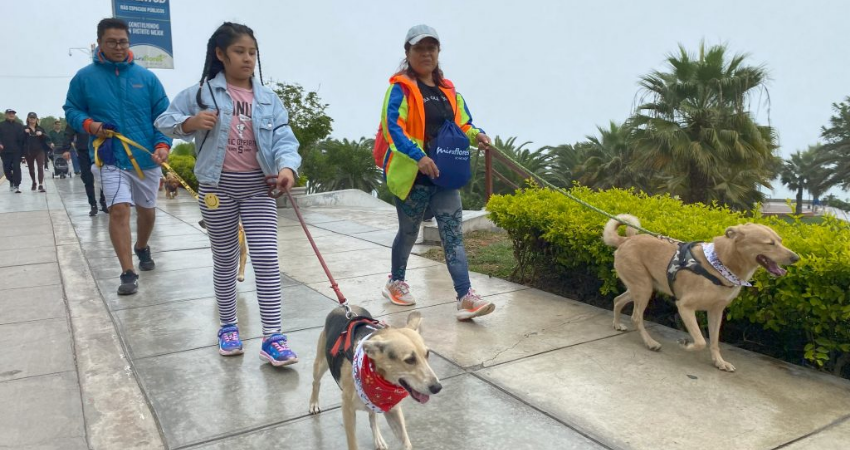 pet friendly hotels in lima peru pets in miraflores