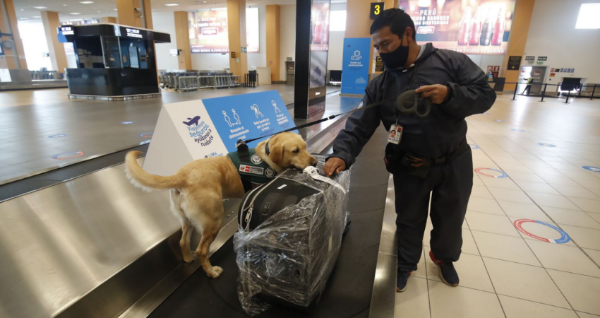 pet friendly hotels in lima peru senasa