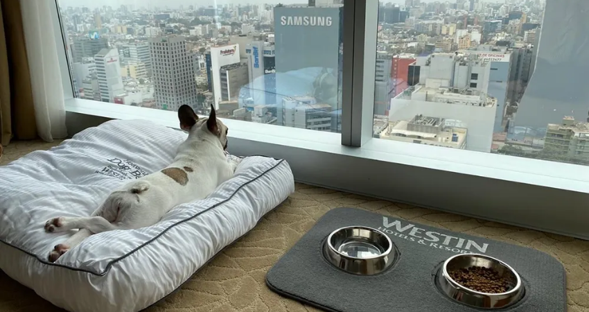 pet friendly hotels in lima peru westin lima hotel