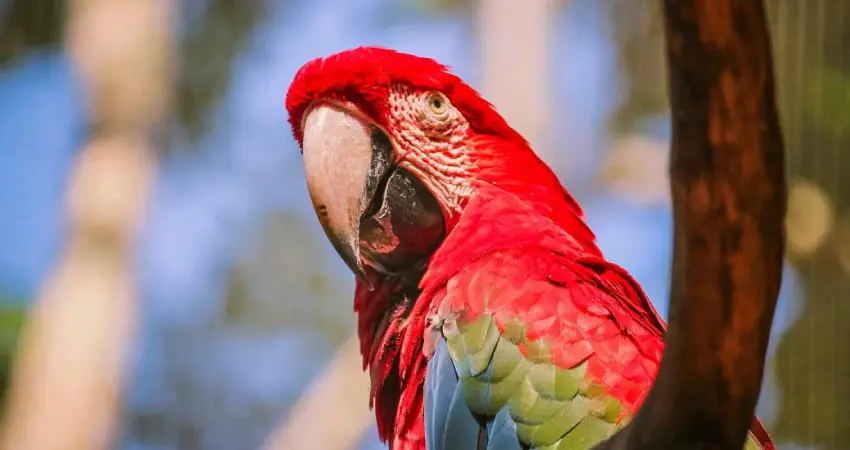 macaw clay lick peru FAQs