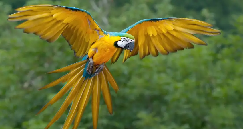 macaw clay lick peru blue and yellow macaw