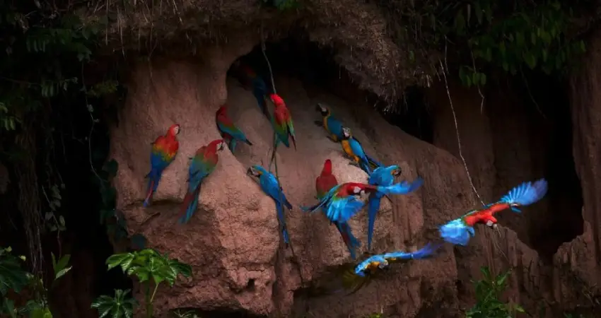 macaw clay lick peru chuncho clay lick