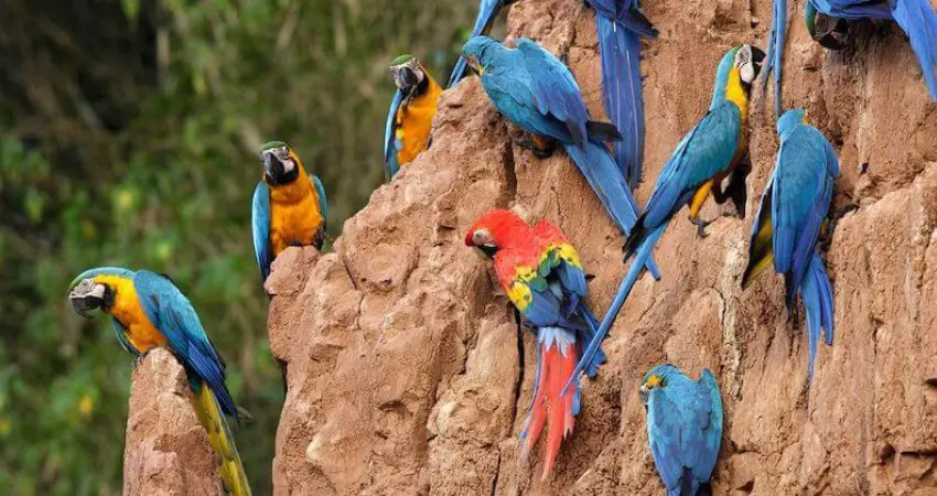 macaw clay lick peru colorado clay lick