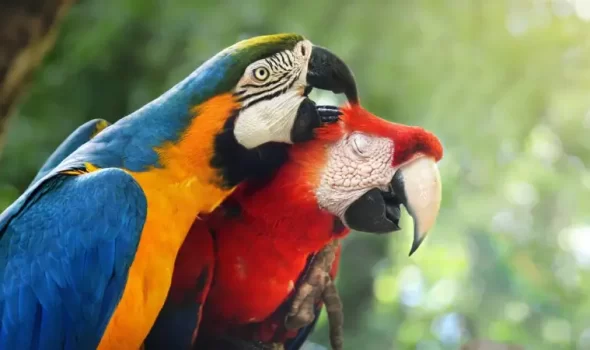 Macaw Clay Lick Peru: Where To Witness The Amazon’s Most Colorful Wildlife Spectacle