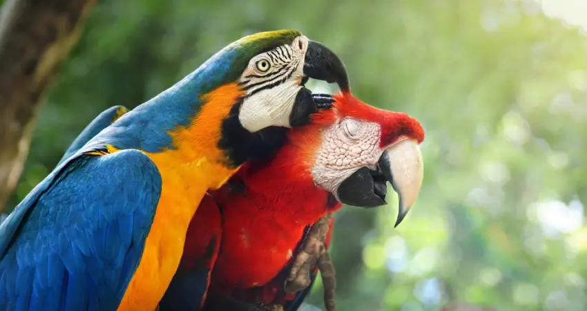 Macaw clay lick Peru