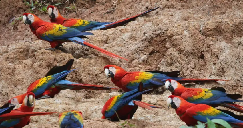 macaw clay lick peru main