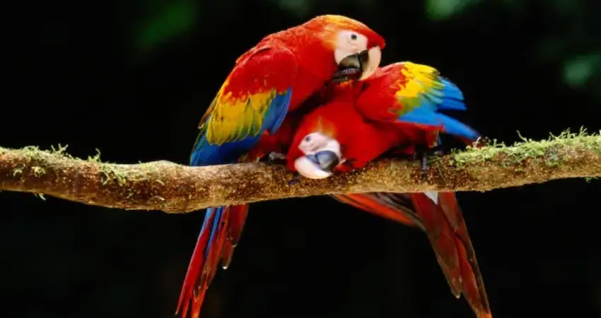 macaw clay lick peru manu clay lick 1