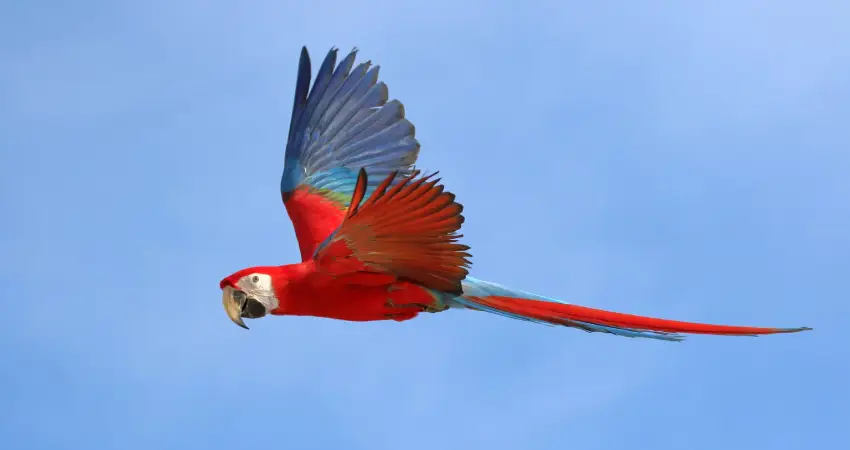macaw clay lick peru scarlet macaw