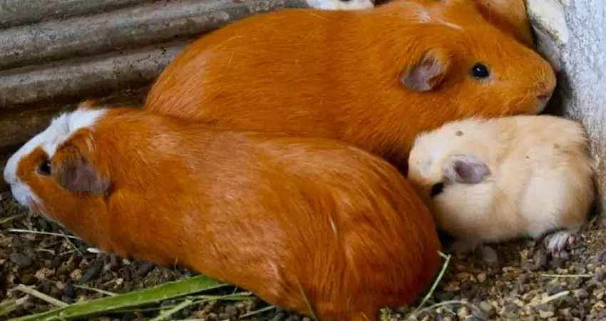 Best Guinea pig restaurant in Cusco