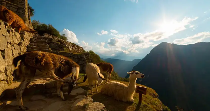 Safety tips in Machu Picchu